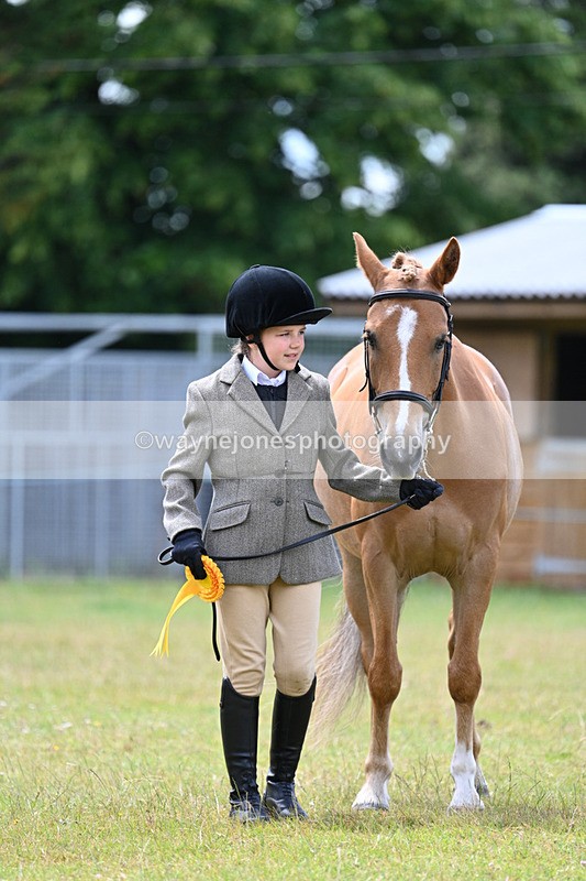 WJ7_6763 - Class 5 Handsome Gelding in hand