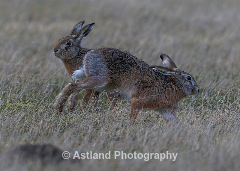 Brown Hare - Latest Images