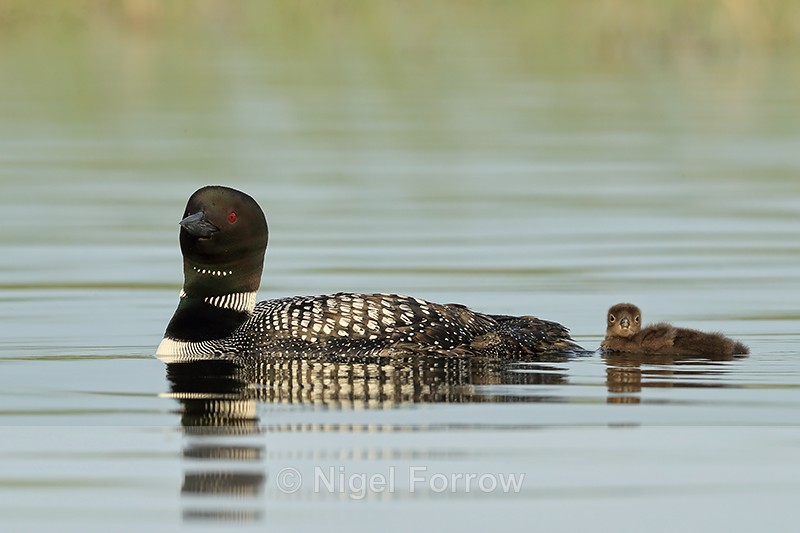 Common Loon (adult & chick), Minnesota - Great Northern Diver
