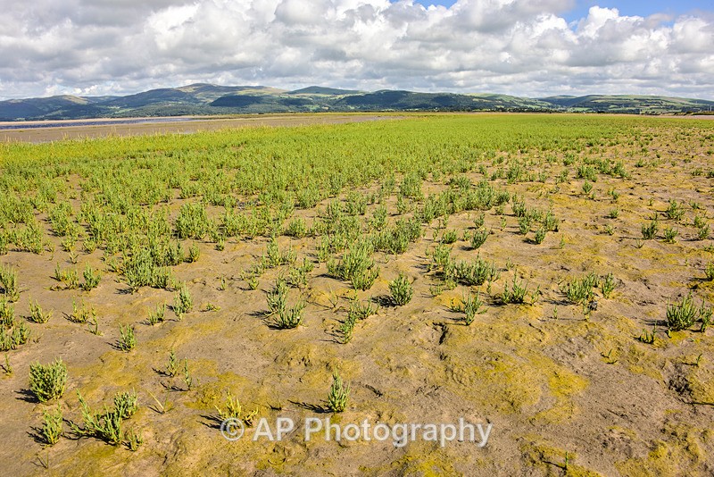ACP_2375-1 - Ynyslas