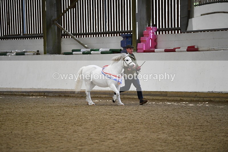 WJ5_5852 - Morning in hand Championship