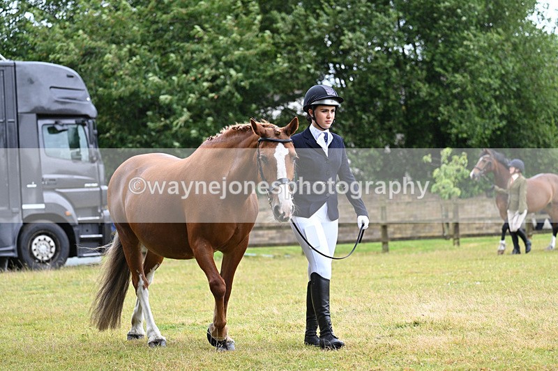 WJ7_6022 - Class 4a Prettiest Mare over 14hh