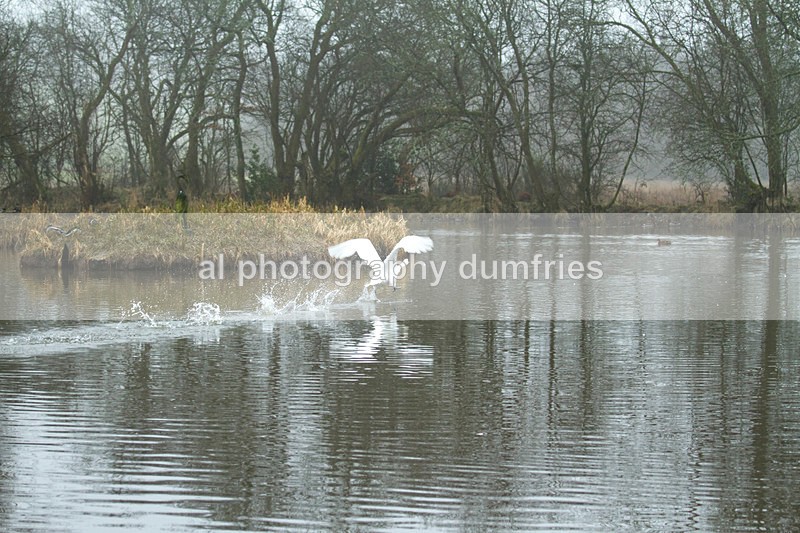  - Eskrigg Nature Reserve Lockerbie