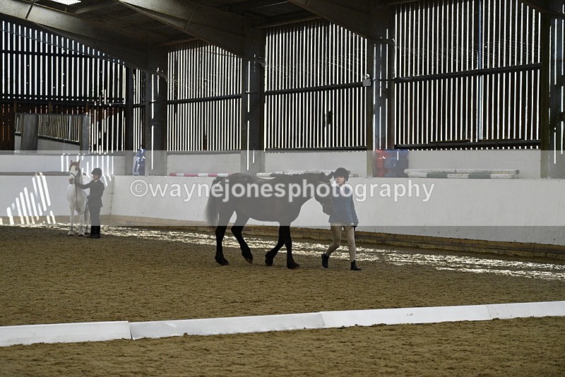 WJ5_4823 - Class 7 In hand coloured / odd coloured