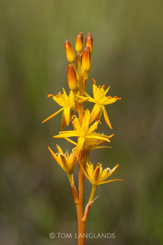 Bog Asphodel - Macro