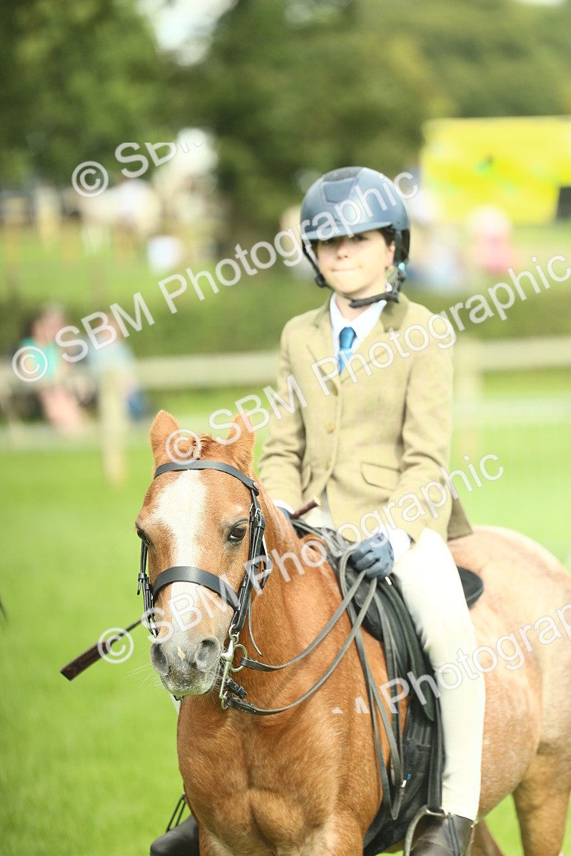 SBM_44806 - S31 - Working Hunter Pony