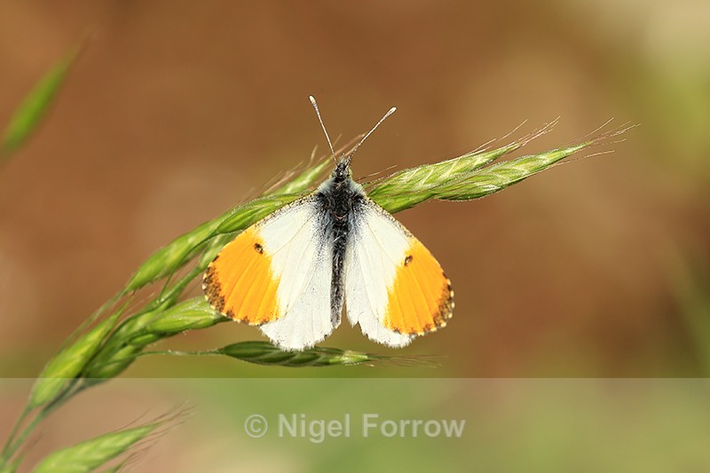 Orange-tip (male) butterfly basking, South Fawley, Berkshire - INSECTS