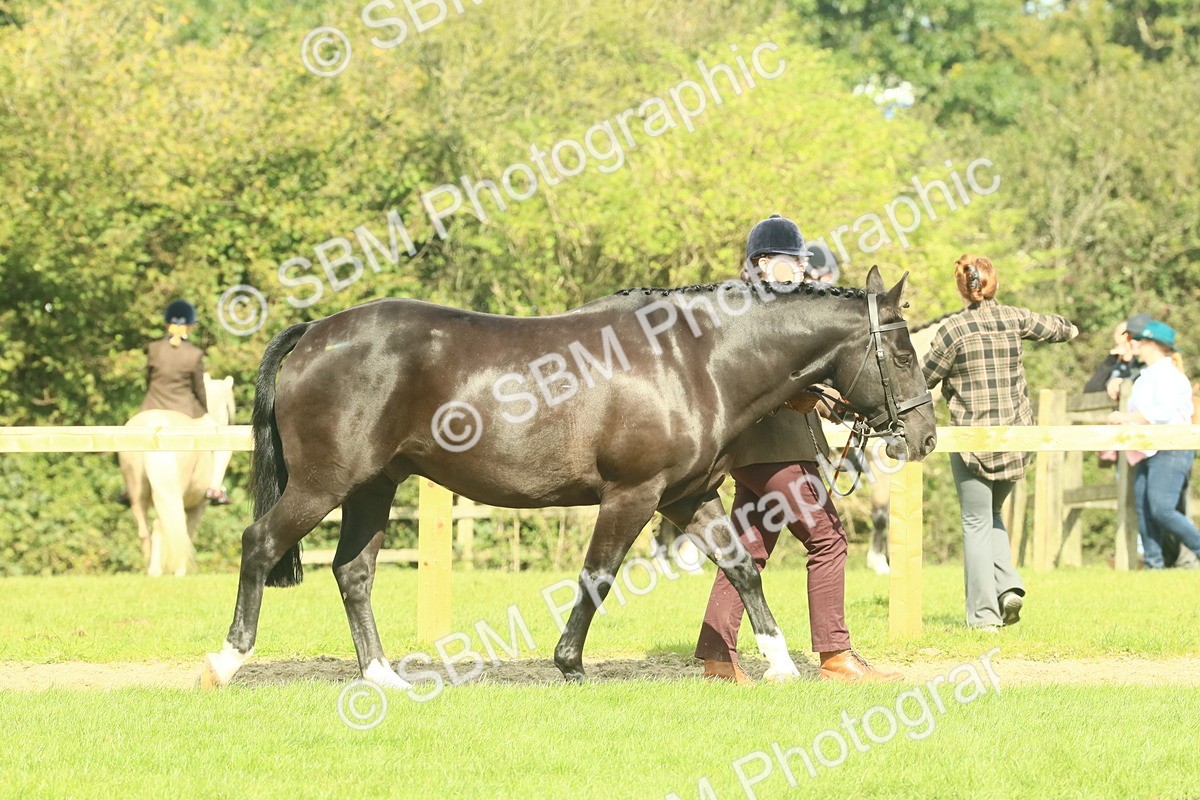 SBM_66392 - S34 - Rehabilitated Rescue Horse & Pony In Hand & Ridden