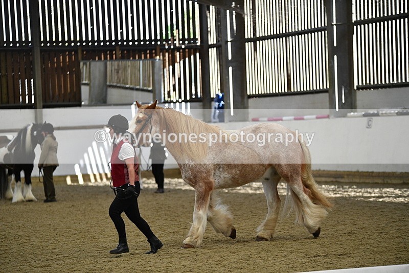 WJ5_4764 - Class 7 In hand coloured / odd coloured