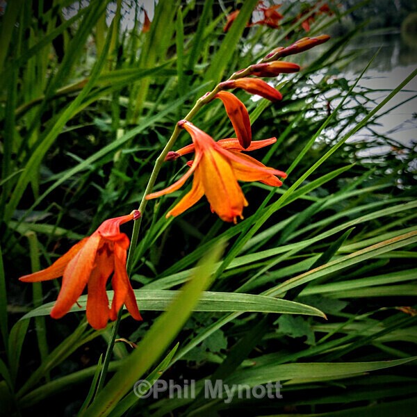 PhotoMynottART039 - Photo Mynott ART Images