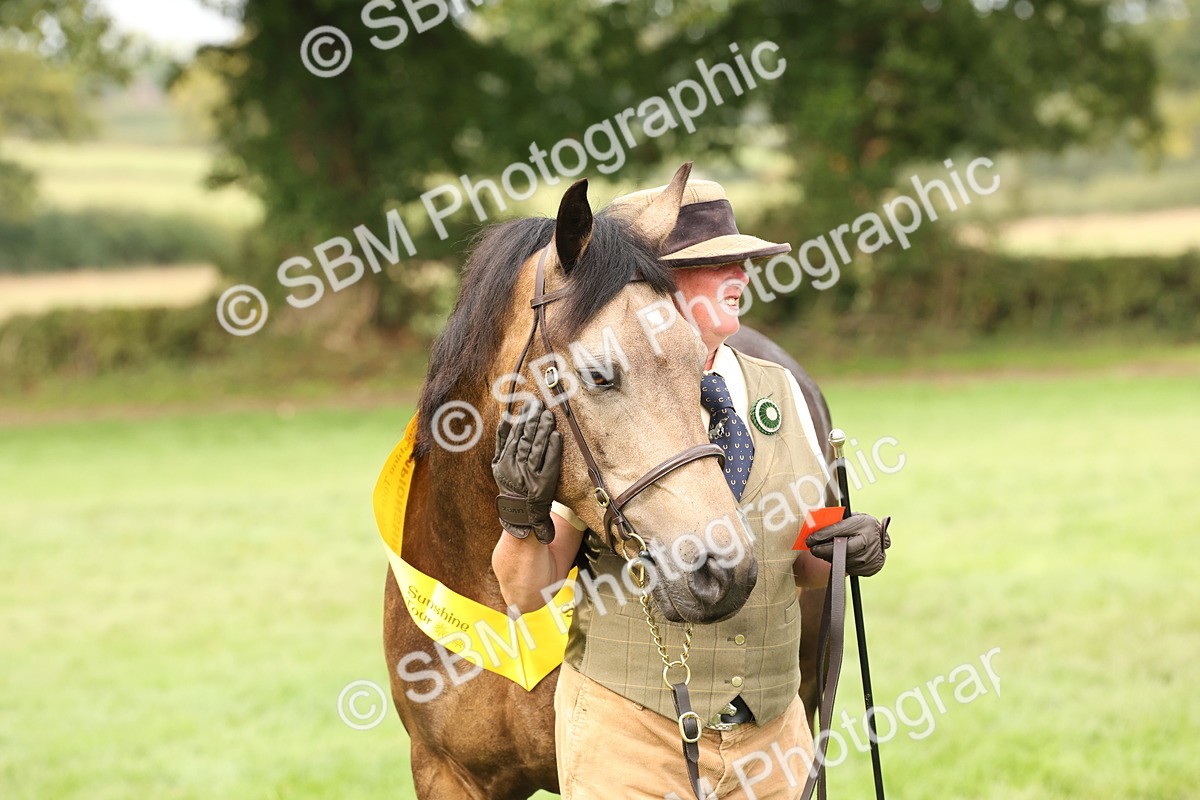 SBM_56277 - S55 - Other Coloured Horse In Hand