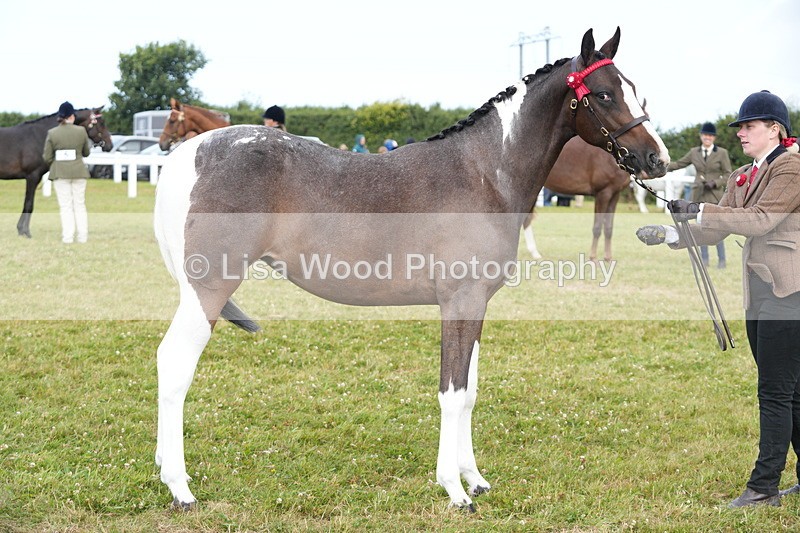 DSC06213 - Class 54: Hunter/Riding Horse/Hack 1 & 2 yr olds