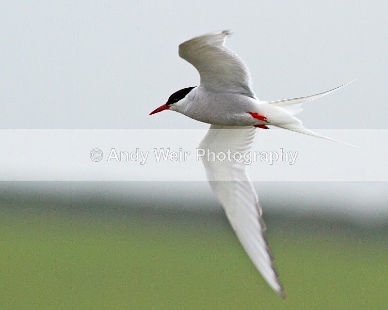 20100718_1583 - Terns