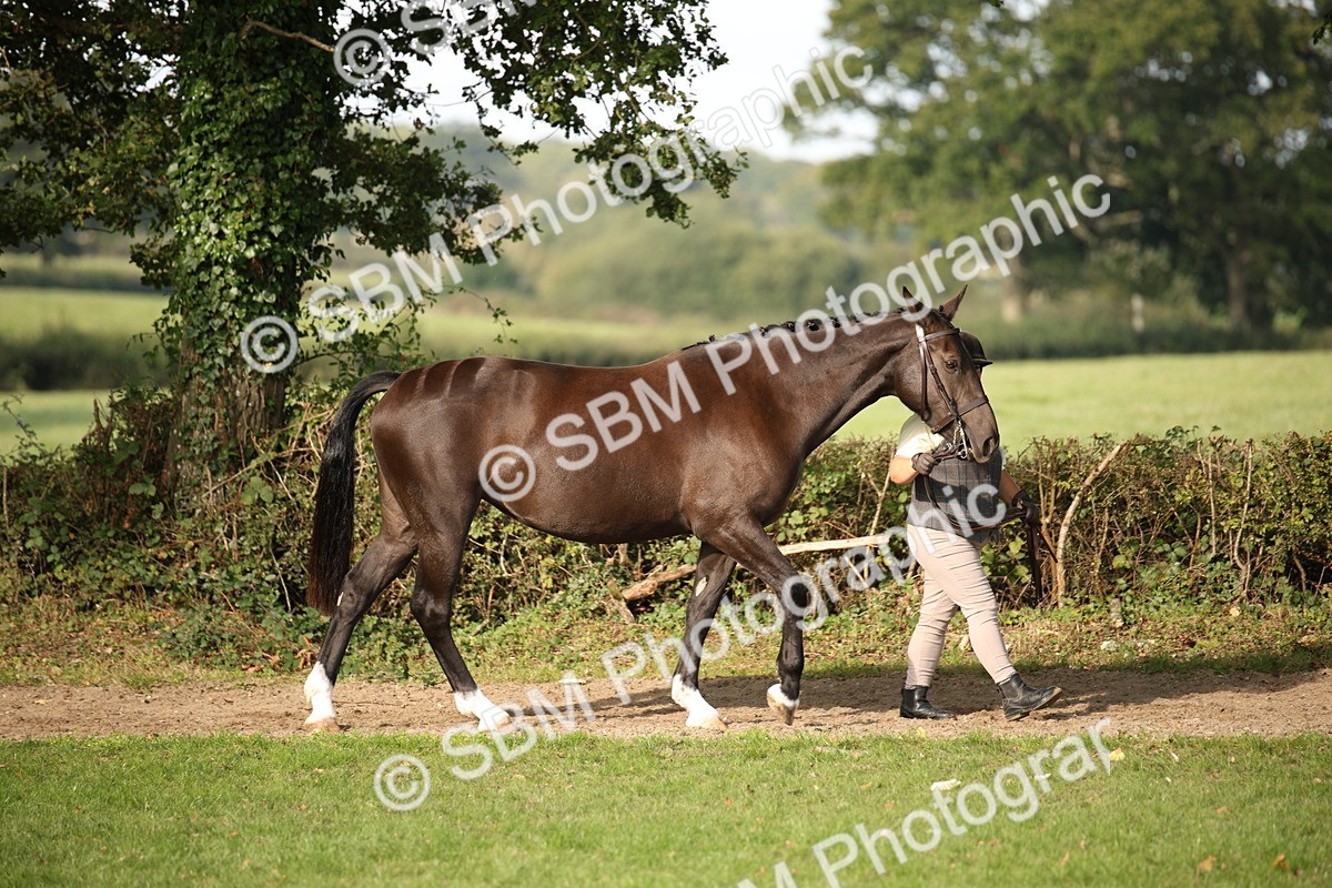 SBM_60052 - S53 - Hunter In Hand