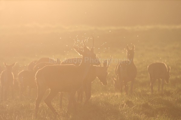 Red Deer _AN055 - Wildlife, Mammal Photography, Great Britain