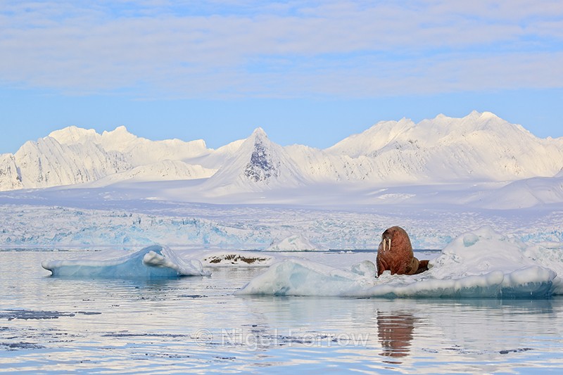 Walrus in front of glacier, Spitsbergen, Svalbard - Walrus