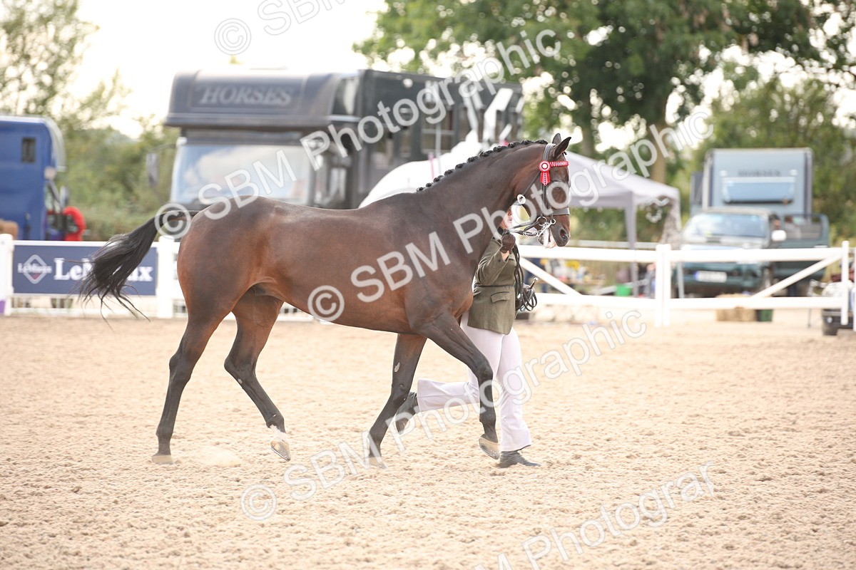 SBM_08271 - Class 27 - IH Competition Horse-Pony