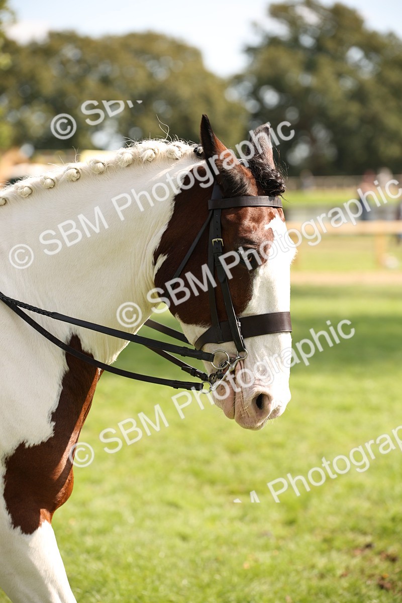 SBM_70121 - S65 - Piebald & Skewbald Horse Ridden