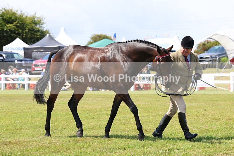 3E7A1177 - Class 8: Open Riding Horse/Hack