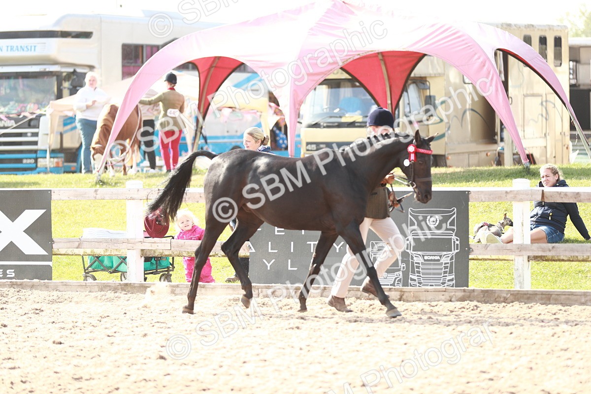 SBM_11062 - Class 205 IH Show Pony/ Show Hunter Pony