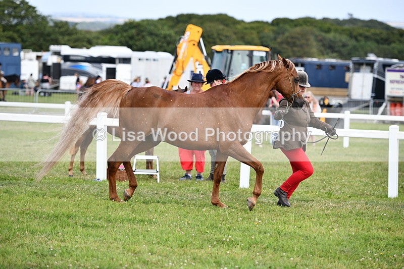 DSC_8444 - Class 69: Pure, Anglo & Part Bred In Hand Arab