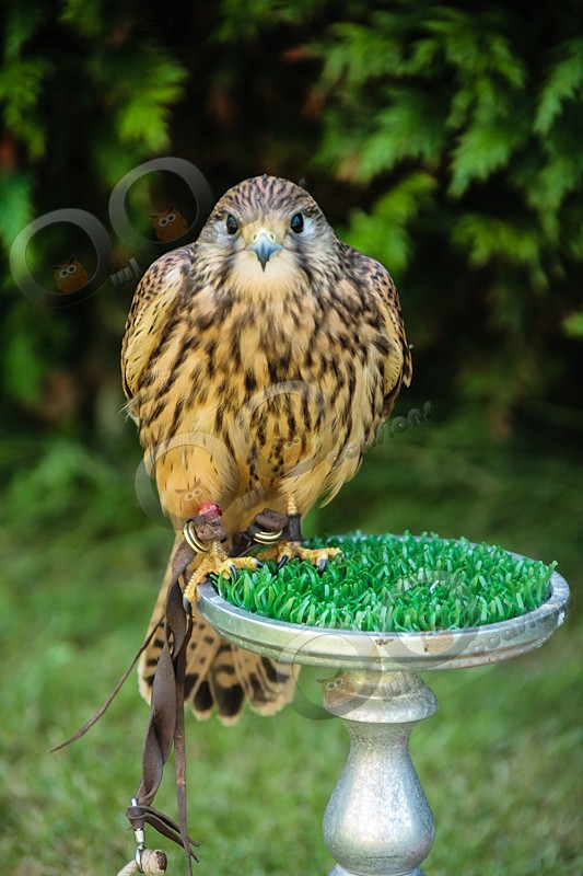 Kestrel Kee-kee - Our Birds