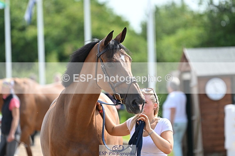 240717A-155509-03185 - Trot Up 3pm to 4pm