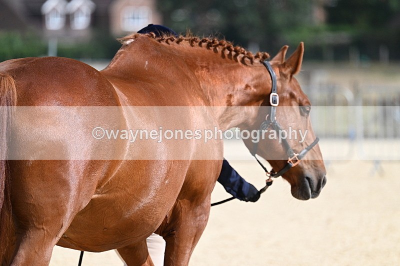 WJ7_2032 - In Hand