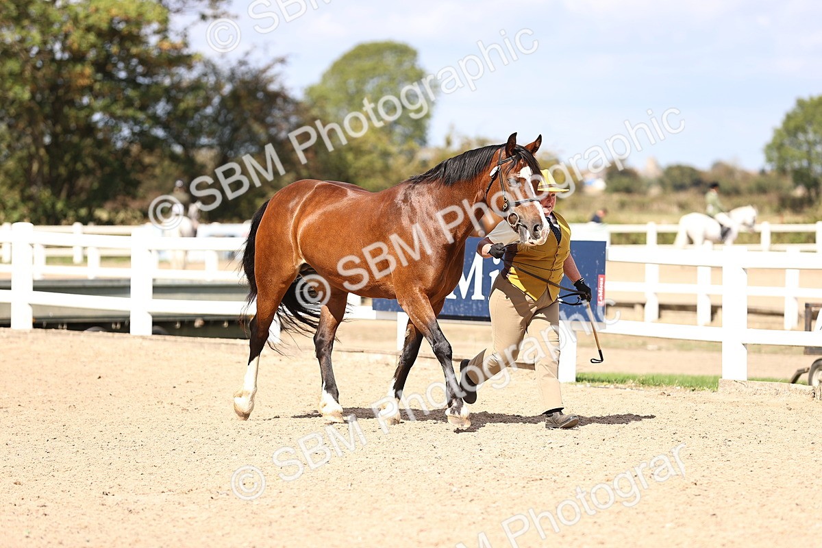 SBM_14253 - Class 411 - Prettiest Mare (IH OR Ridden) Adult