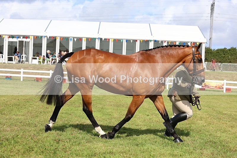 3E7A9528 - Class 4: Rising Star M/H Hunter