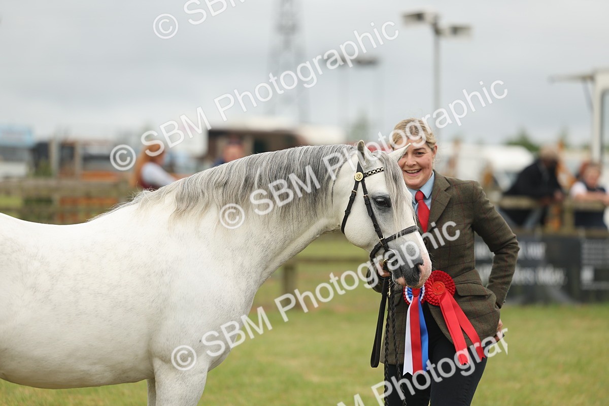 SBM_02299 - Class 50-57 - M&M Welsh Pony In Hand