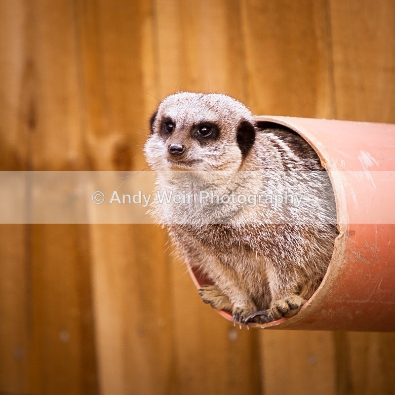 20120903-_MG_9952 - Captive Animals