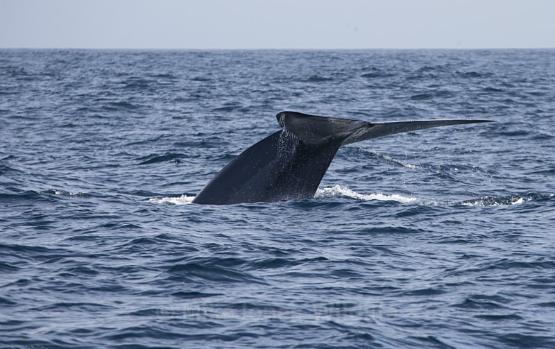 Blue Whale Fluke, Pico Island, Azores - WHALES & DOLPHINS ( PICO, AZORES MAY 2013 & 2014 )