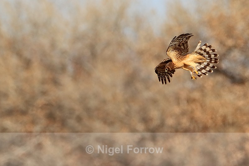 Northern Harrier hovering, New Mexico - Northern Harrier