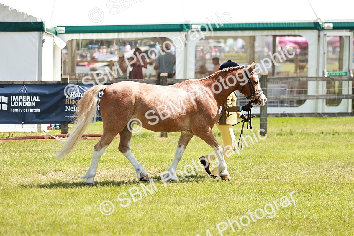 SBM_13634 - Class 108-109 - BSPS LIHS Open Gradle & Nursery Stakes