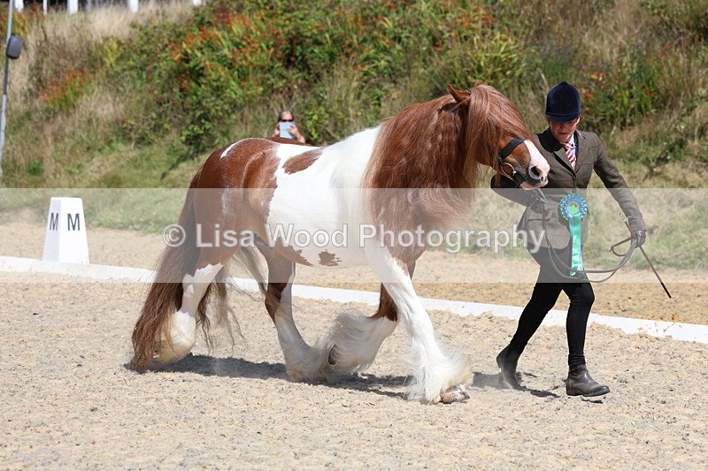 3E7A9885 - In Hand Championship