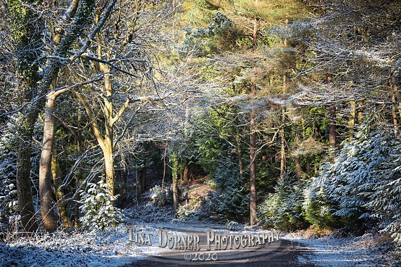 White Glade - Winter in The Forest of  Dean & Wye Valley