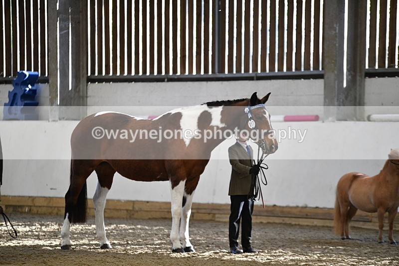 WJ5_3940 - Class 5 In Hand Veterans