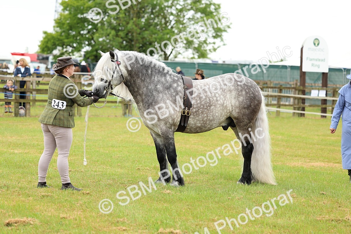 SBM_00540 - Class 58-67 - M&M Non Welsh Pony In hand