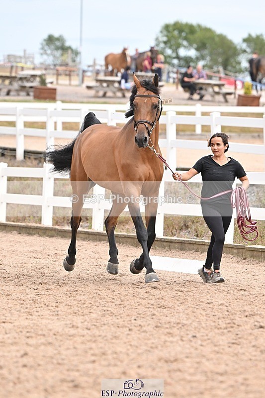 250716-153319-02004 - Trot Up 3.30 to 4.30