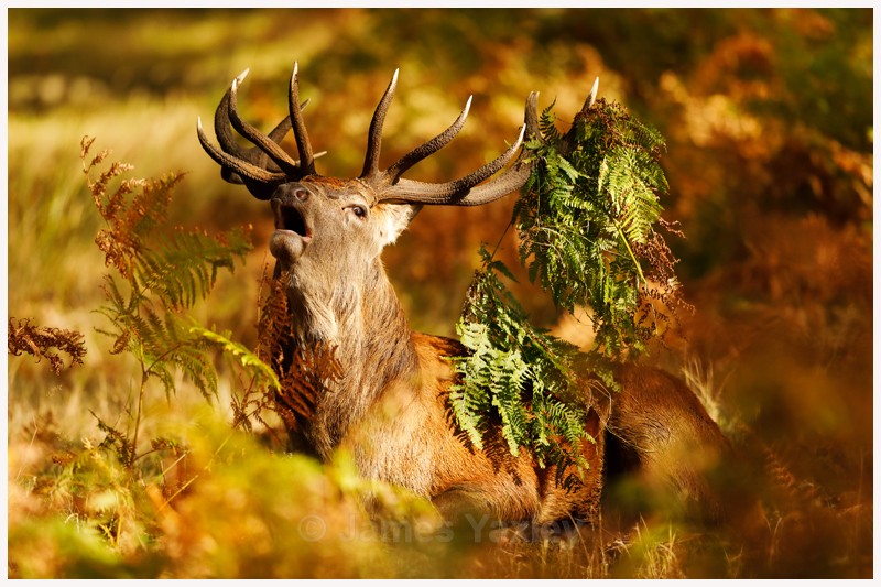 Autumnal Stag - Latest Work