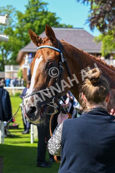 160525-Race 2-Thunder Run-6345 - Race 2 2.42pm Knights Solicitors Handicap