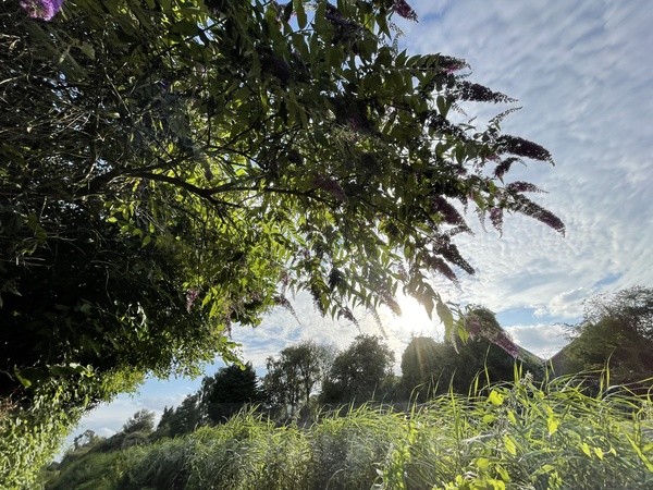 Looking Out - LANDSCAPES & TREES