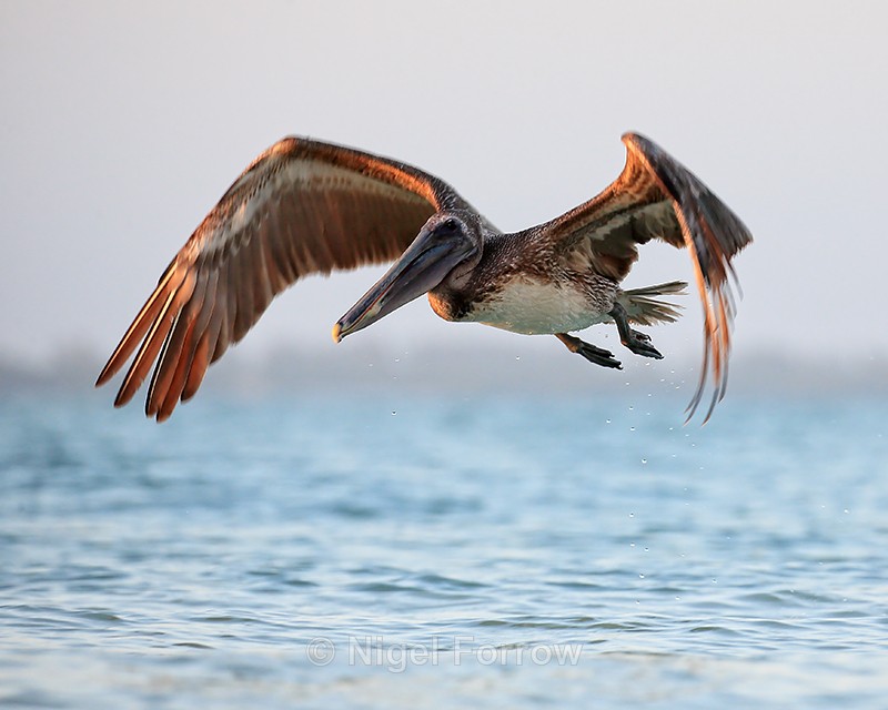 Brown Pelican flying after takeoff from water, Sanibel Island, Florida - Brown Pelican