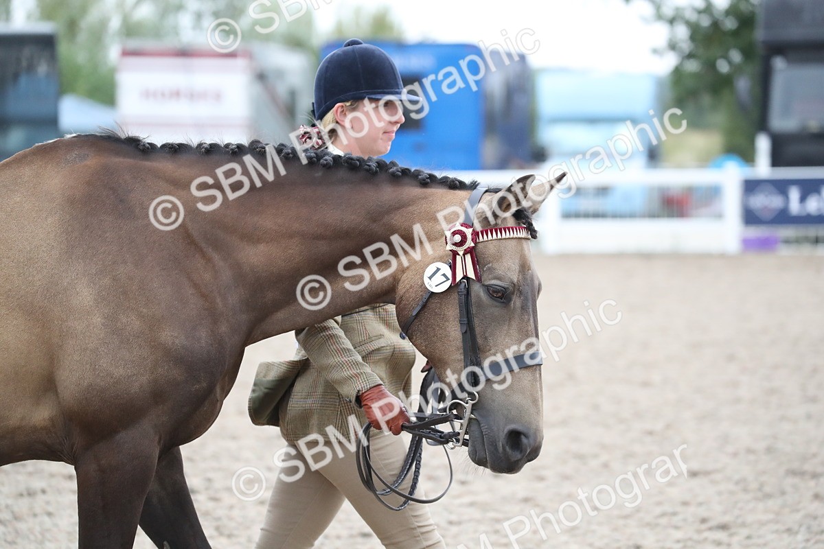 SBM_18275 - Class 318 IH Part bred Horse/Pony