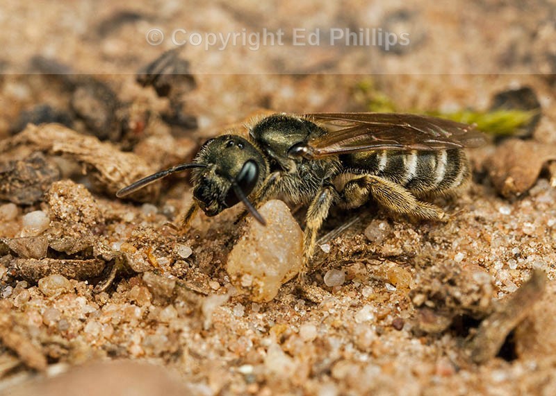 Halictus tumulorum (f)