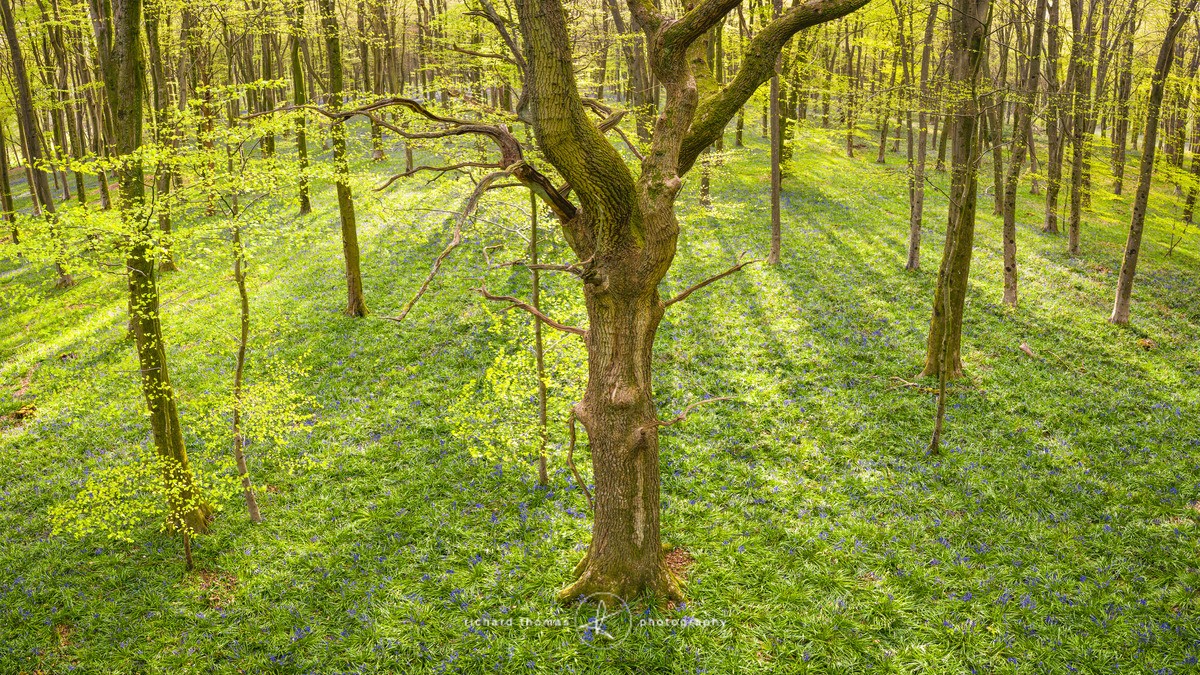 Dodsley Down - FROM ABOVE