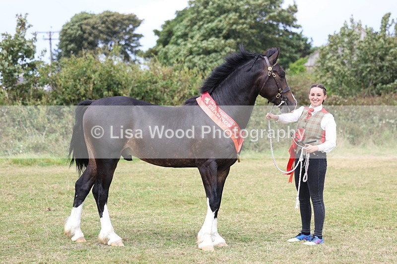 3E7A5739 - In Hand Championship