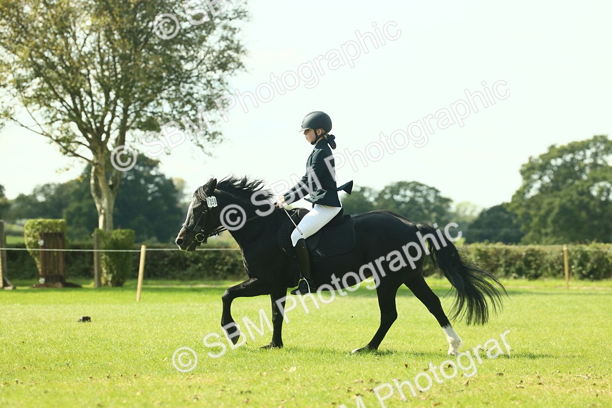 SBM_66548 - S34 - Rehabilitated Rescue Horse & Pony In Hand & Ridden