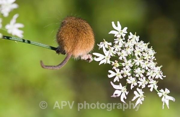 _DSC8274 - Bob's Harvest Mice.
